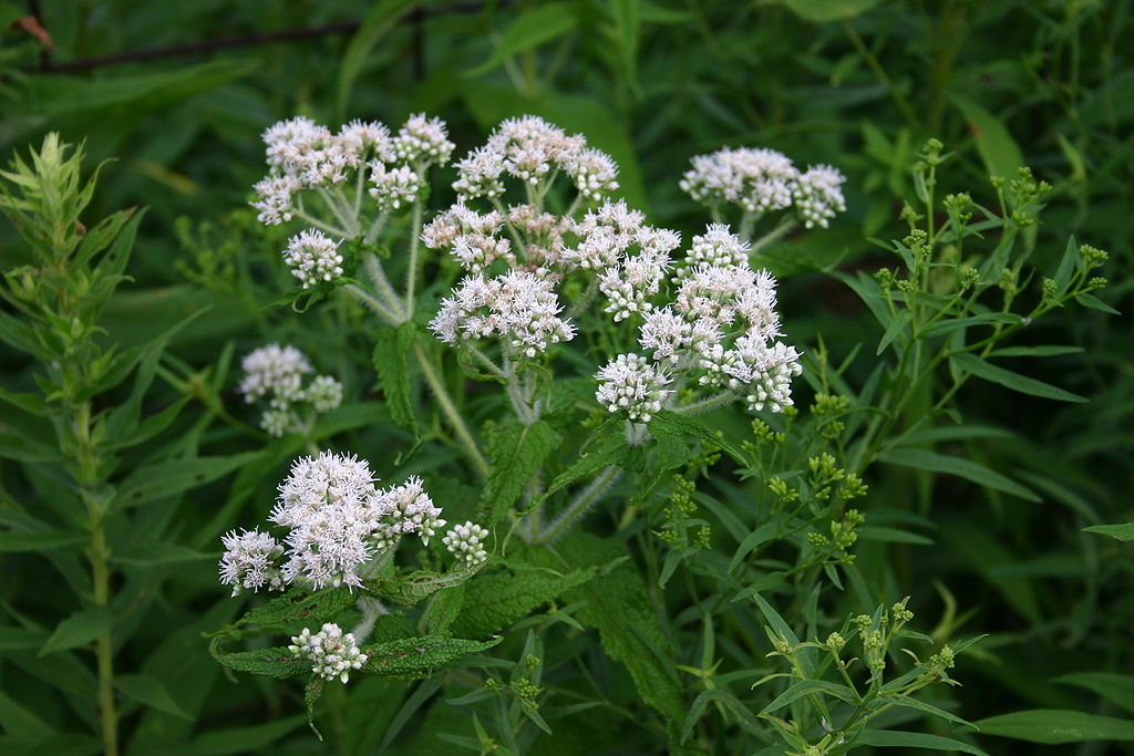 _plantsdaily's tweet photo. #CommonBoneset (Eupatorium perfoliatum): Dense flat-topped clusters of many dull-white flowers sit atop tall stems. Paired leaves, united basally, are "perforated" by the erect stems.
Height: 3-6 ft
Water: 💧💧💧
Light: ☀️⛅️☁️
More: https://t.co/nfQNcV8oEV #plantnative https://t.co/acqwdVS2kX