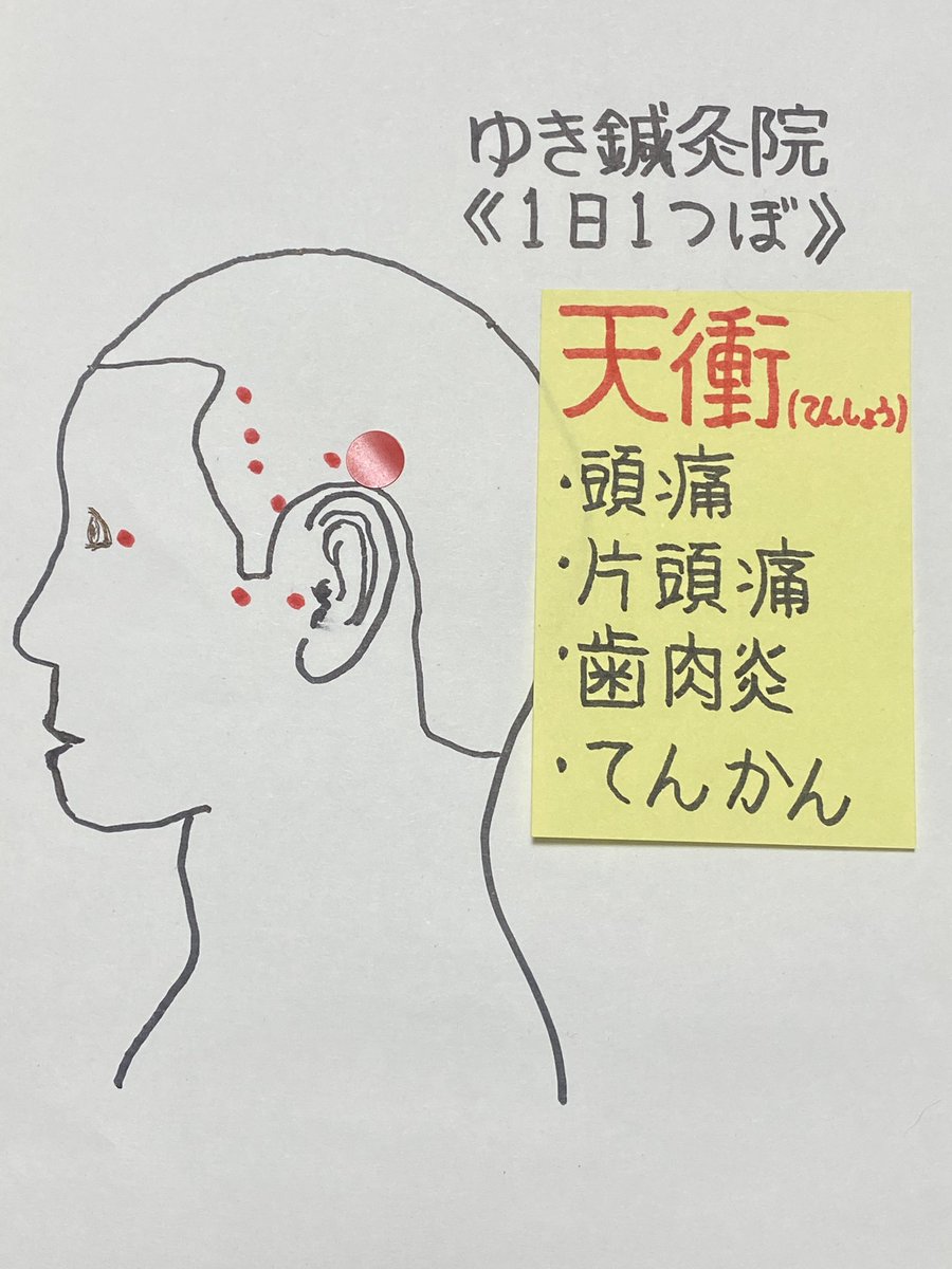 小林 拓矢 鍼灸師 １日１ツボ 天衝 Gb09 足の少陽胆経 The Gallbladder Meridian 耳鳴り 難聴 めまい 視力減退 頭痛 歯痛など 筋肉 上耳介筋 側頭筋 神経 運動神経 顔面神経 三叉神経 知覚神経 小後頭神経 血管 浅側