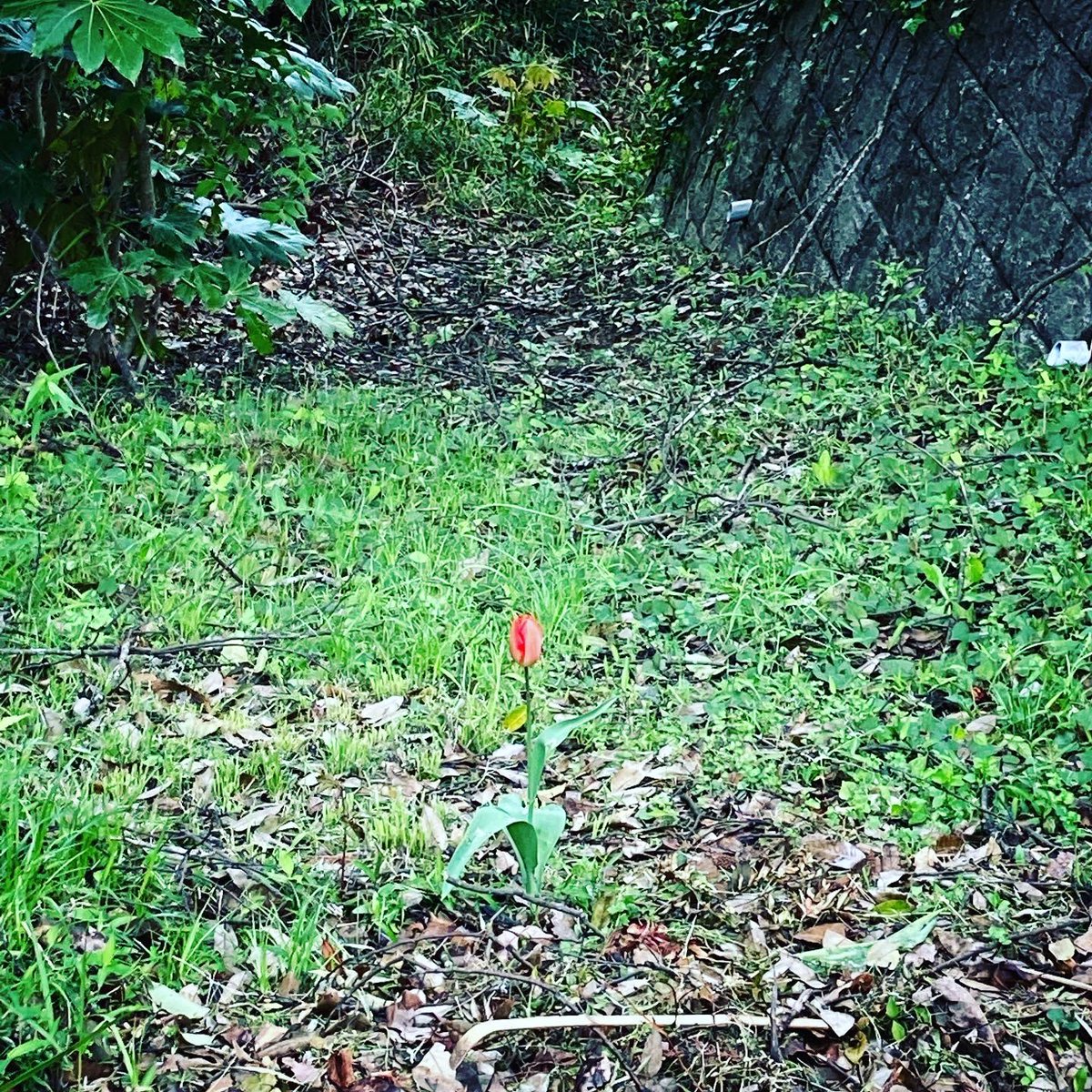 どいかや こんなところに こぼれ球根チューリップ 毎年葉っぱだけだったけど 放っておいたら昨年あたりから咲き出した
