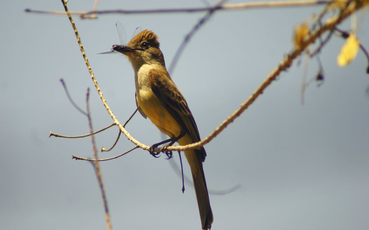 Swainson's Flycatcher
Like the rest, he lives alone most of the year. The characteristic chant is a tearful call, short, repeated several times at short intervals. It is mostly heard in the early morning.