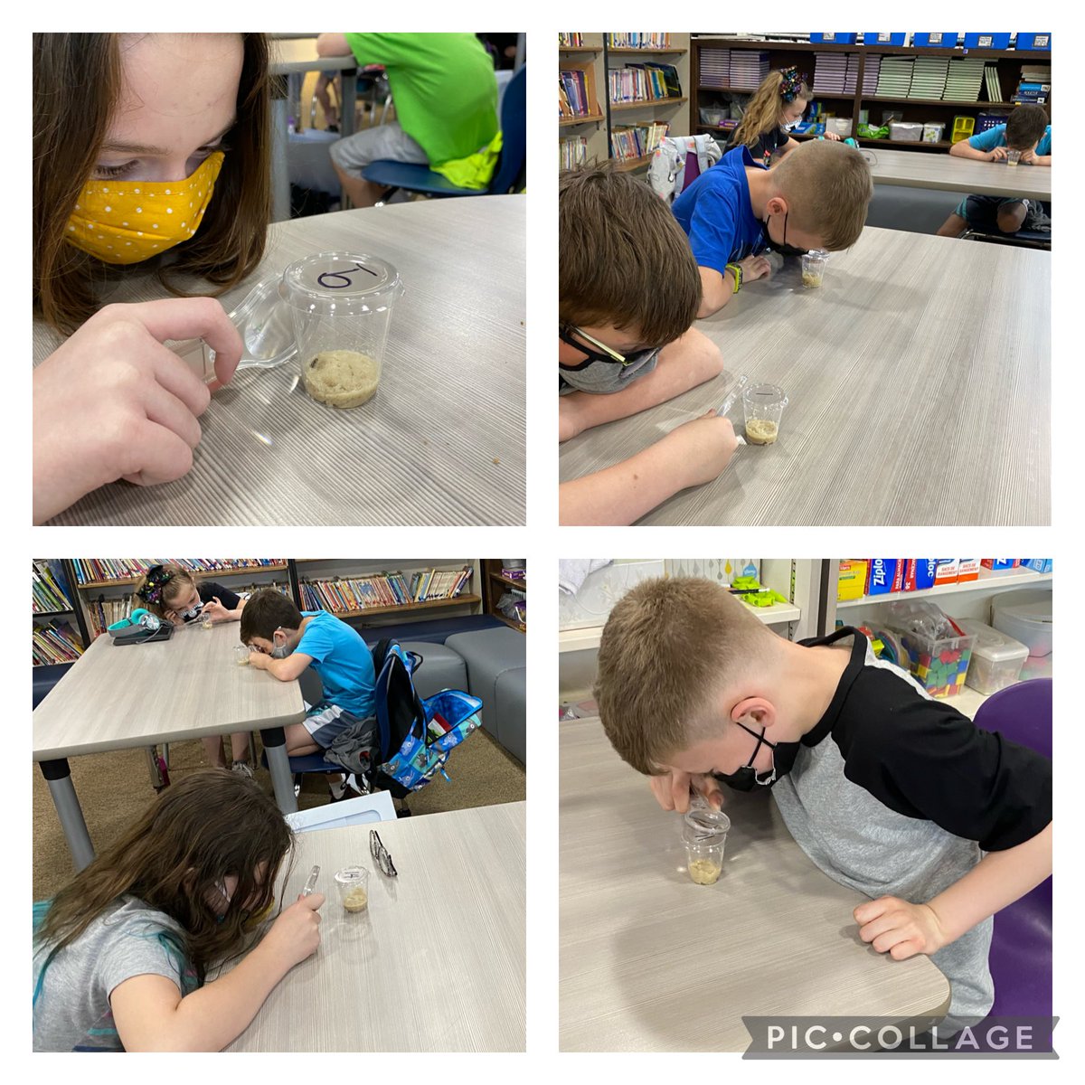 We had a surprise early delivery of our caterpillars today! Great way to celebrate after rocking our state reading test.  #BellflowerWay #OnceACard #3rdgradetraditions