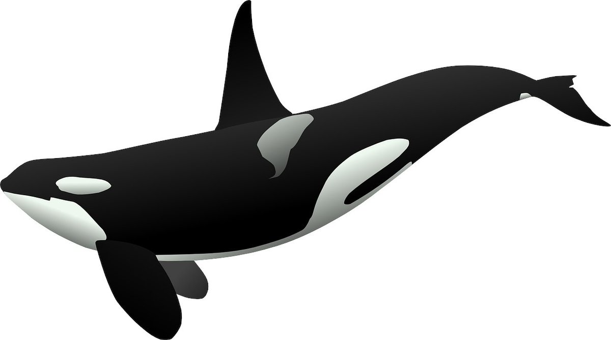 Bio_ecologist's tweet image. Okay #sciencetwitter and #paleontology folk, you're my last hope for confirming the existence of a paper that I've heard referenced. Does anyone know of a paper wherein the fossilized vertebrae of an #orca were found with the remnants of a #greatwhiteshark tooth in it? PC: CC
