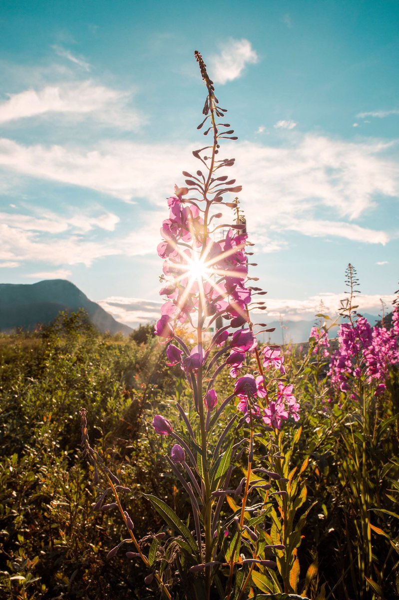 Cherith Brook tweet media