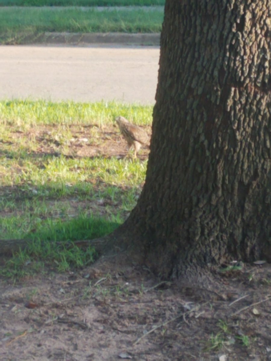 Red tailed hawk
#WorstBirdPic