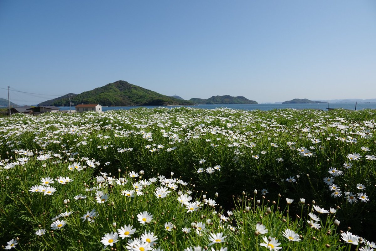 Mei 三豊市詫間町のフラワーパーク浦島 キンセンカは見頃に マーガレットは2分咲き程度 ピンクがまだ咲いていません 4 10撮影 フラワーパーク浦島 はなまっぷ 三豊市詫間町 マーガレット キンセンカ Mei 三豊市詫間町のフラワーパーク浦島 キンセンカは見頃に マーガレットは2分咲き程度 ピンクがまだ咲いていません 4 10撮影 フラワーパーク浦島 はなまっぷ 三豊市詫間町 マーガレット キンセンカ