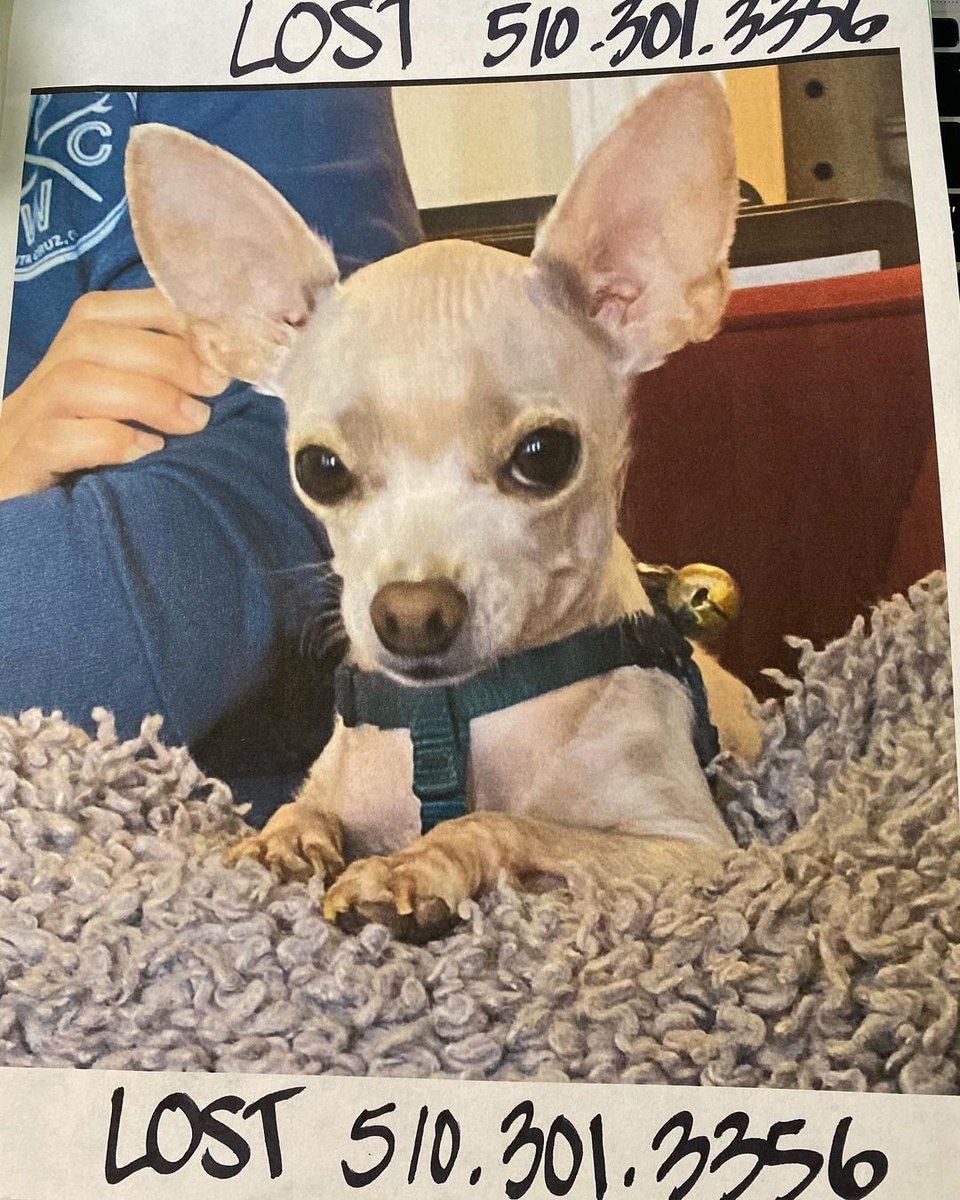 automotophoto's tweet photo. My friend Jessica was having some work done at her home in Oakland, CA. The contractors left the front door open and her little dog escaped 😓

This tweet is only for those who live in the East Bay, CA  but I just wanted to see if Twitter could do it's thing.

#lostdog https://t.co/FpHdhHtYb4