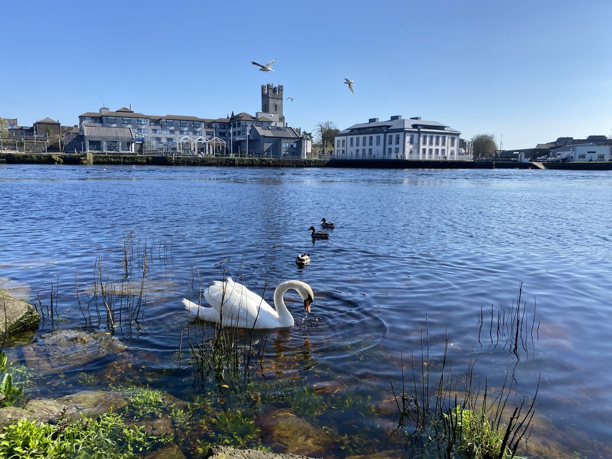 Three Bridges Walk - Limerick tweet media