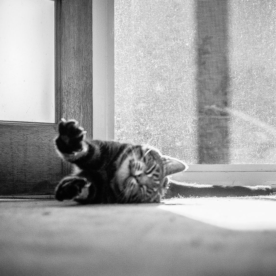 canberrastreets's tweet photo. Kit giving out all the Saturday feels!
#rspcaact #catsofcanberra #rescuecat https://t.co/MrgiffE2Sc