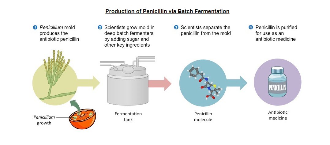 Penicillin production via fermentation biotechnology