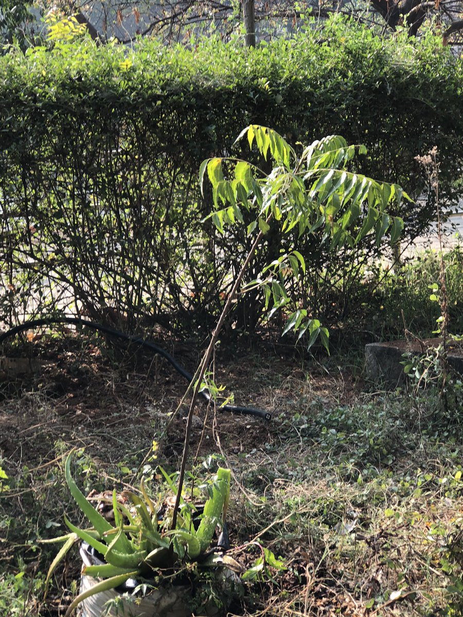pnbalamurugan's tweet photo. 12 of 48 for #2treepermonth goal.

A neem tree managed herself to grow in a Aloevera bag. Nursed and planted in  Alavattam koil tank park, Sembakkam. https://t.co/9YgctzY4UQ
