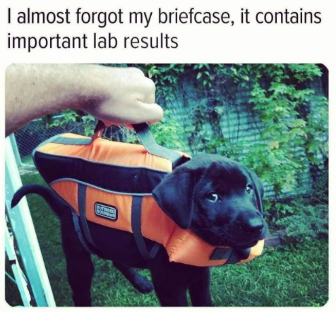 BuddyLifeMagzn's tweet photo. Sweetcase... 
https://t.co/9l51LP9tMl
#saturdaysweetness #cutepupsofinstagram #alldressedup #sweetest #labradorfun #backtowork #buddylifedogmagazine🐕 https://t.co/mmloyMDv9p
