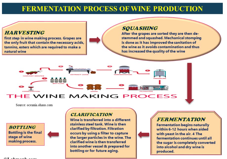oldest Biotechnology - wine production