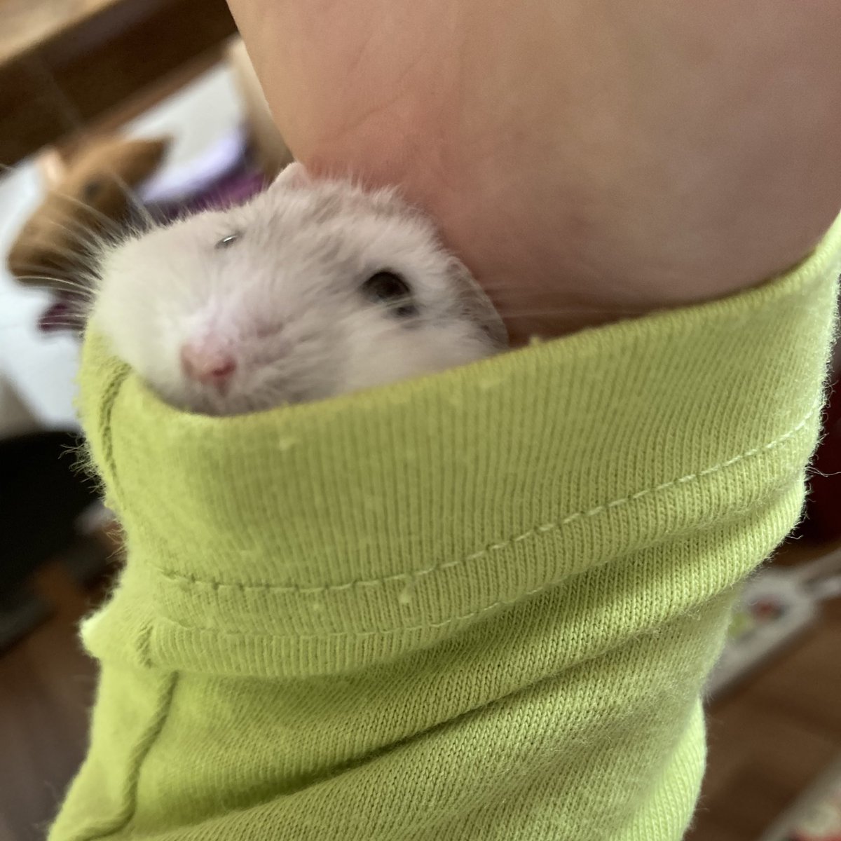 apiapitaro's tweet photo. 袖の下ハムスター🐹 https://t.co/wKuNWIgD6J