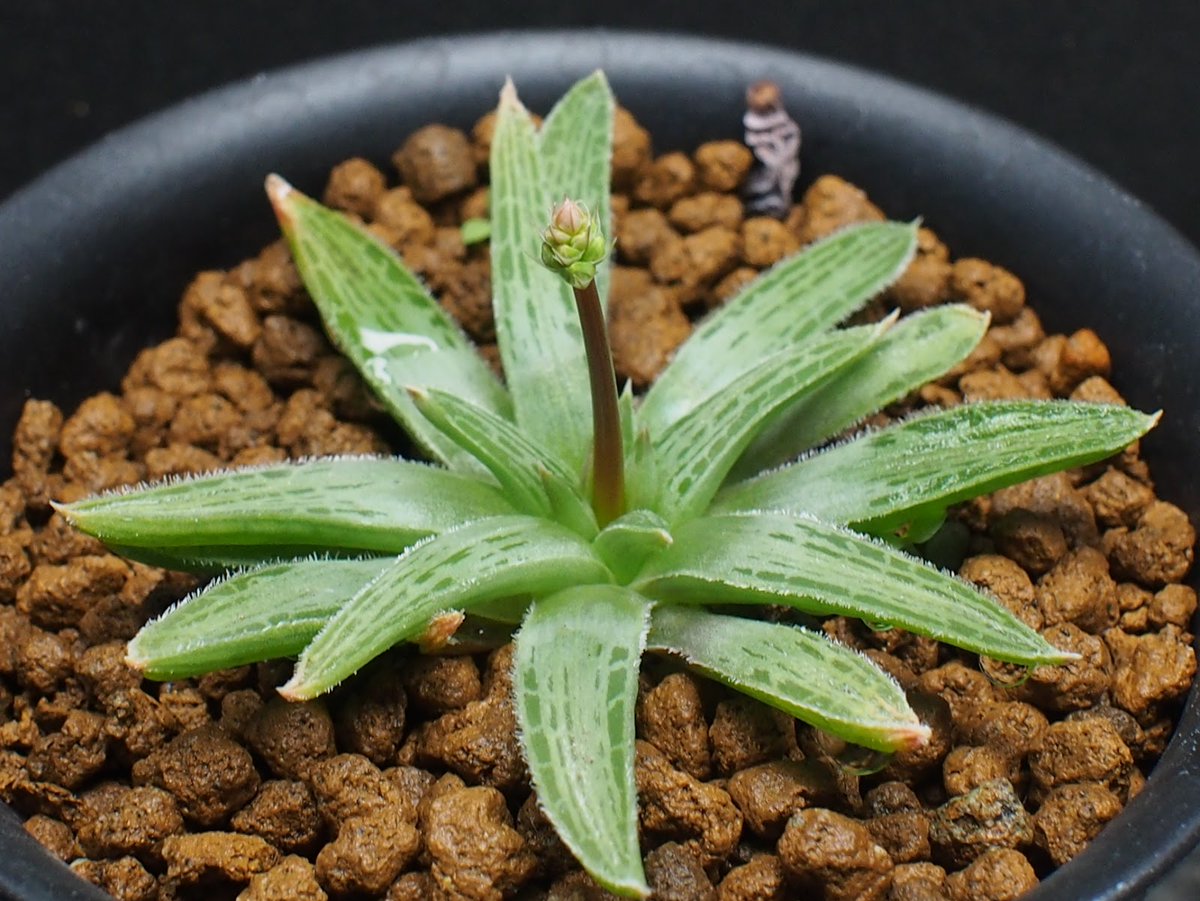 Rouka Plants ブルビネ メセンブリアントイデス いわゆるケープバルブ 典型的な冬型 学名は Oidesとつくように メセン似 という意味 ブルビネにはハオルチオイデスというのもあるが そちらは ハオルチア似 となる ハオルチオイデスは以前育てていたけど