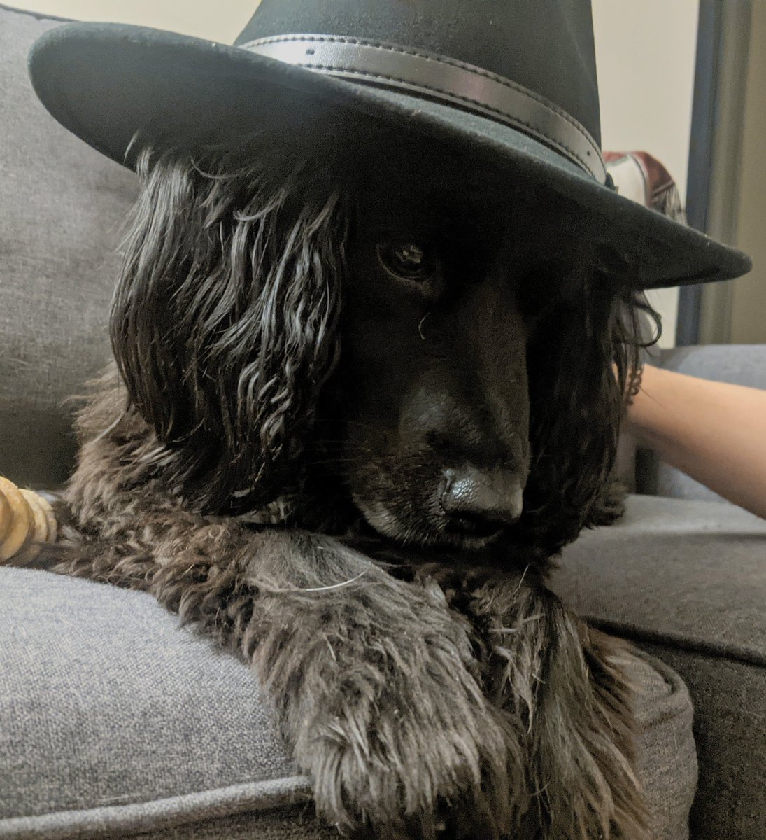 Sasha got a new hat for fieldwork, and she looks far too glamorous in it.