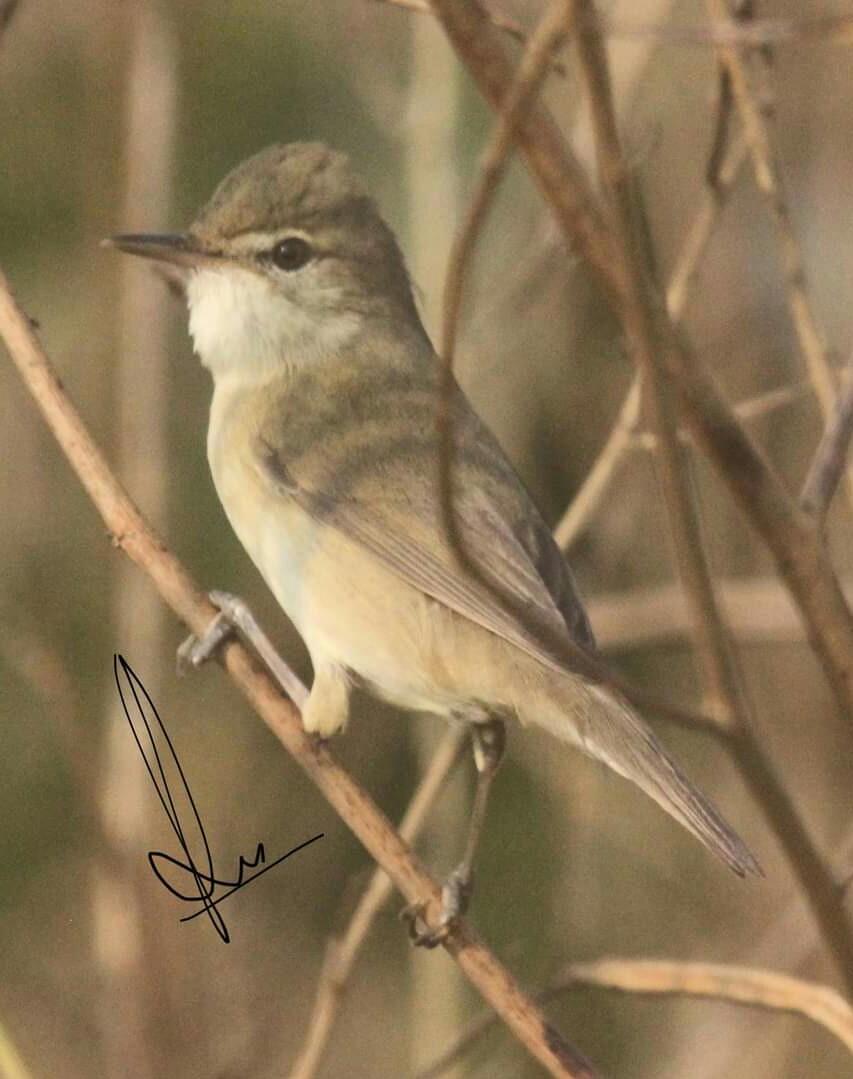 'Aint i cute amidst these reeds' 😍 Clamorous reed warbler (Acrocephalus stentoreus) February 2021 An excellant 📷 by @Ramkalyansar of this @hindolbeauty at Bankual in the HindolNAC, Odisha #nature #positivevibes #birdphotography #IndiAves #IncredibleHindol #goodmorning 😊💐