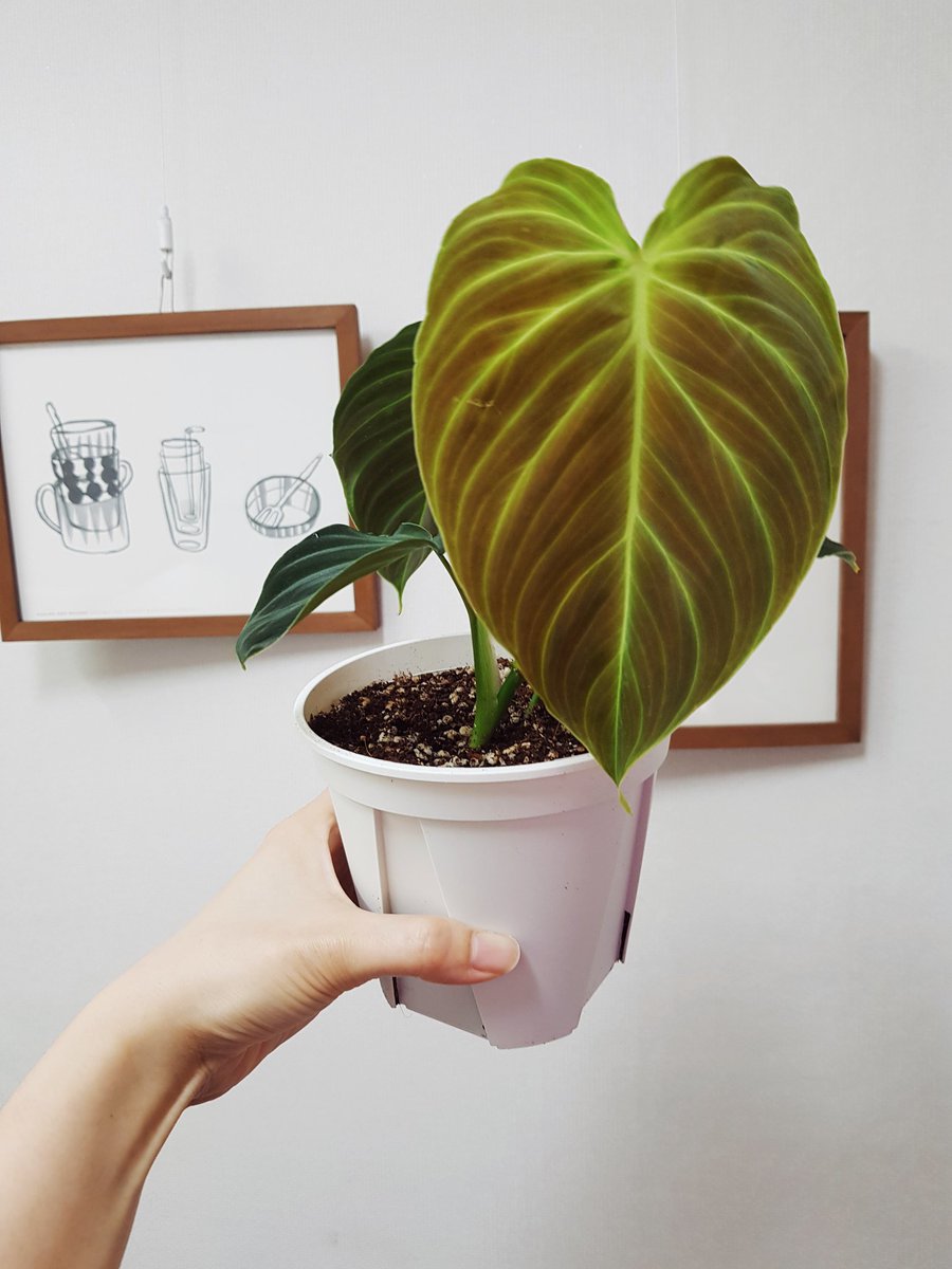 베멜하 새잎 영롱💚