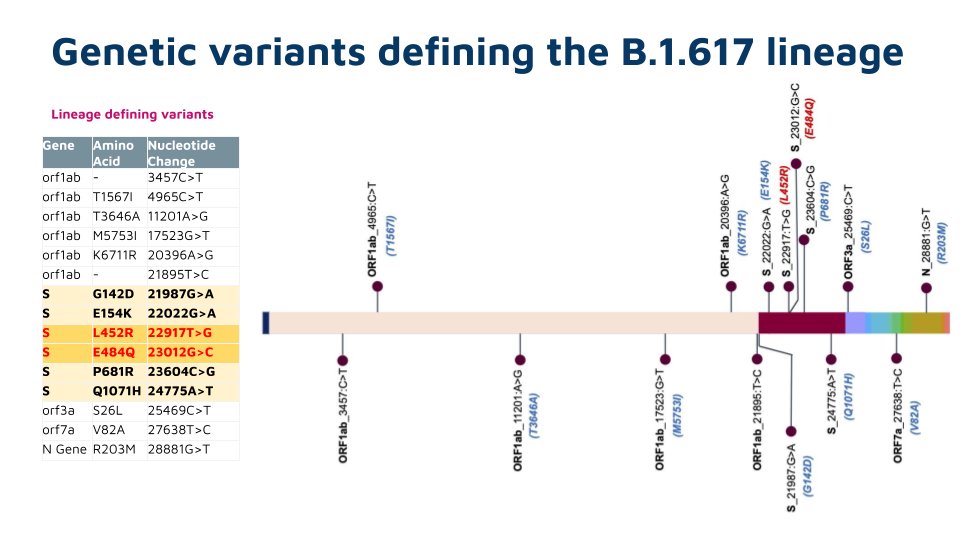 This lineage is defined by 15 genetic variants including 6 Spike protein variants.Two variants of these 6 (E484Q and L452R) are involved in immune escape as well as increased infectivity. More about these variants and immune escape can be found at ESC  http://clingen.igib.res.in/esc 