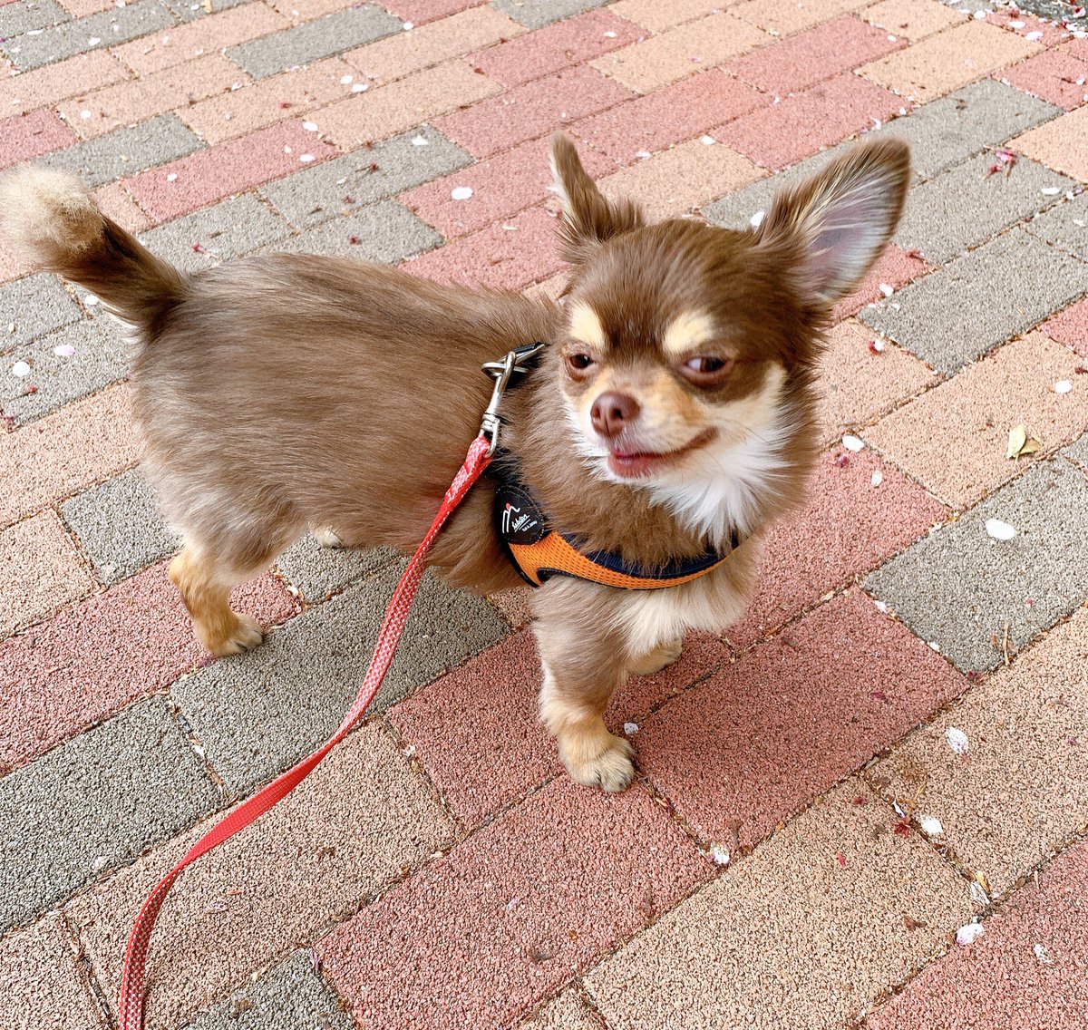 犬界の まとめ 広瀬すず 吉沢亮 綾瀬はるか Togetter