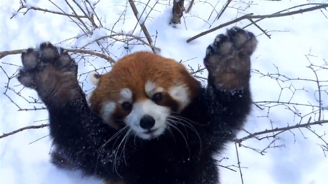 RedPandaEveryHr's tweet photo. https://t.co/zDMX3PMRYK