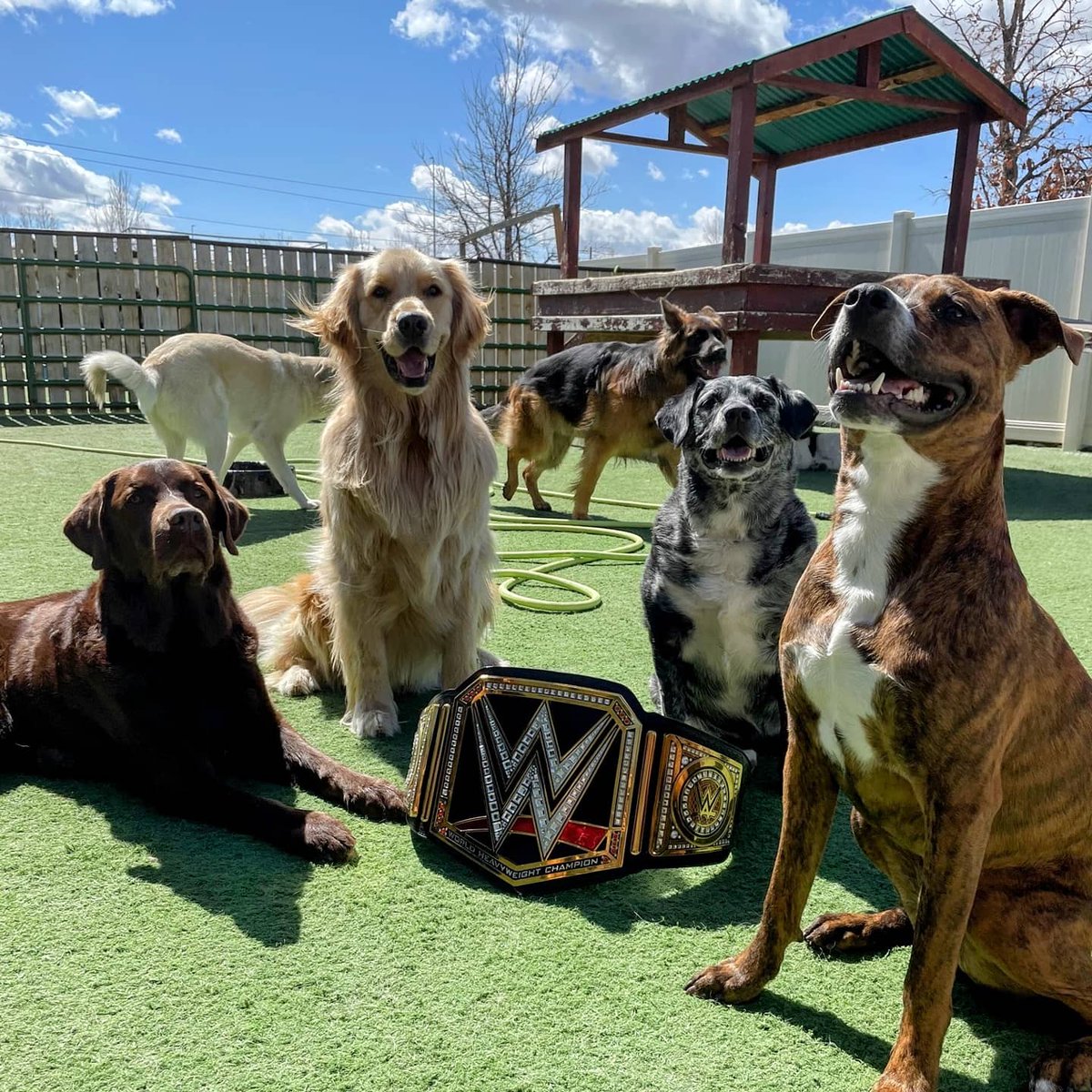 Our DayPlay Guests got to be champions in preparation for Wrestlemania!

Sign your pet up today!
ComeSitStay.com

#dog #pethotel #dogboarding #doggiedaycare #petcare #wwe #wrestlemania #bobbylashley