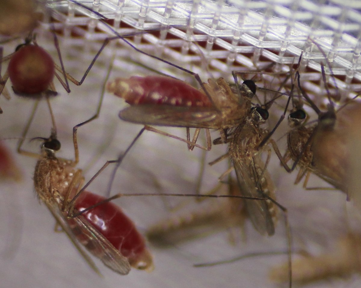 hamer_lab's tweet image. Looking for a postdoc in vector-borne disease ecology and control w/ strong quantitative skills to join our team.  @tamuentomology @tamueeb @wgcvbd Please RT!
hamerlab.tamu.edu/opportunities/