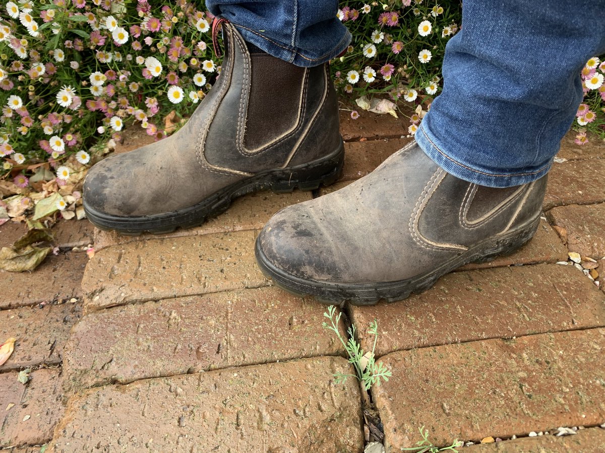 MST_Writes's tweet photo. Redback work boots today (and almost every day, tbh). Perfect for this morning’s trip to the irrigation supplies shop. Show me your boots.
#BootOfTheDay https://t.co/JCvWGI949f