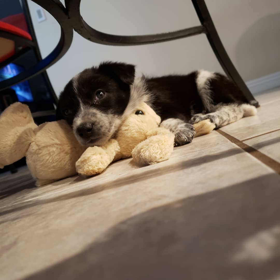 angicakes13's tweet photo. Help! We need a name! Luna or Zelda? https://t.co/bYFwkyFnQU