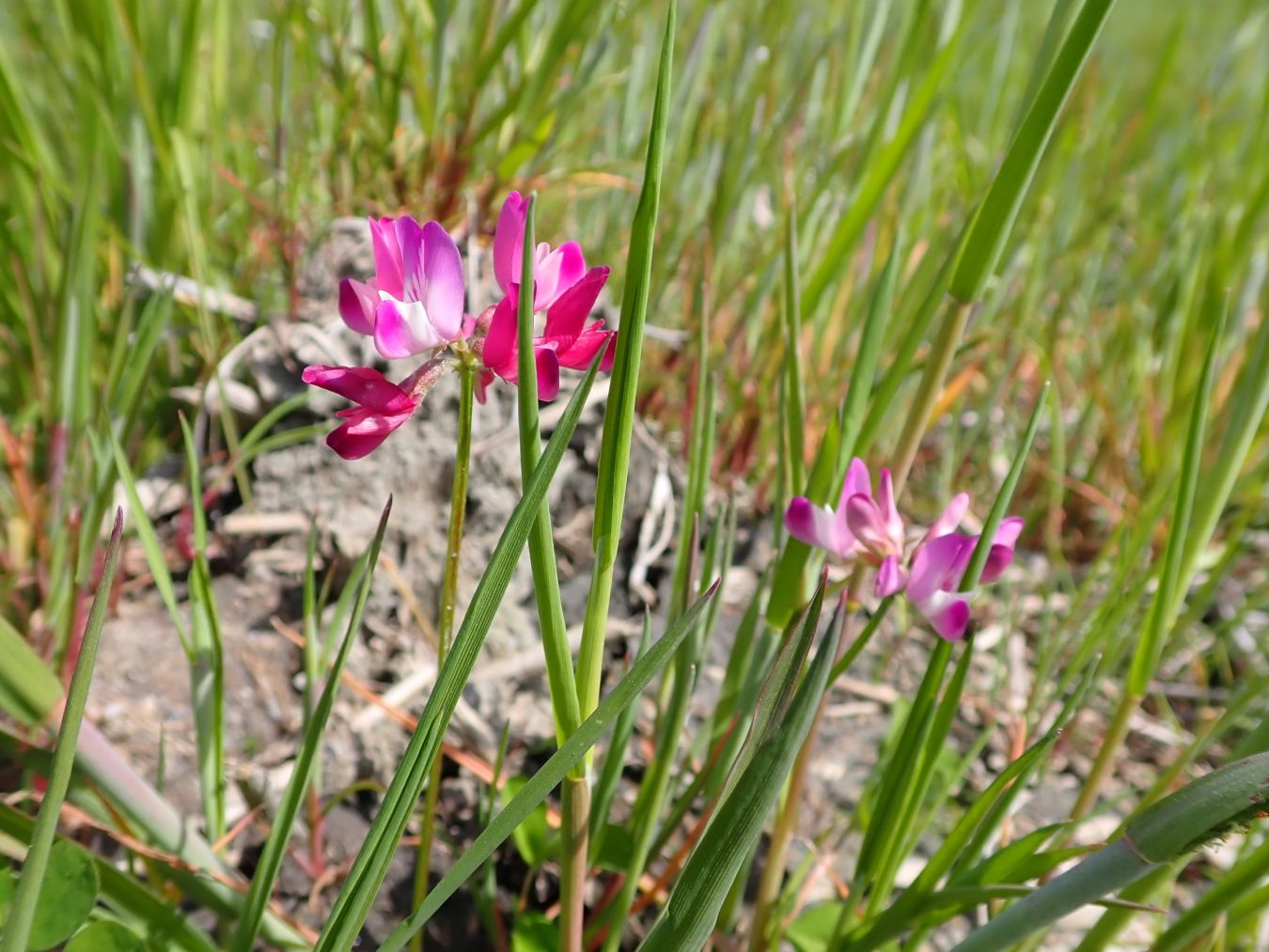 Biome バイオーム 公式 ゲンゲ マメ科ゲンゲ 属の植物です 緑肥として水田や畑で栽培されていましたが 戦後 化学肥料が大量に生産されるようになったことと 稲の早植えが行われるようになったことに伴い ゲンゲ畑はあまり見られなくなりました