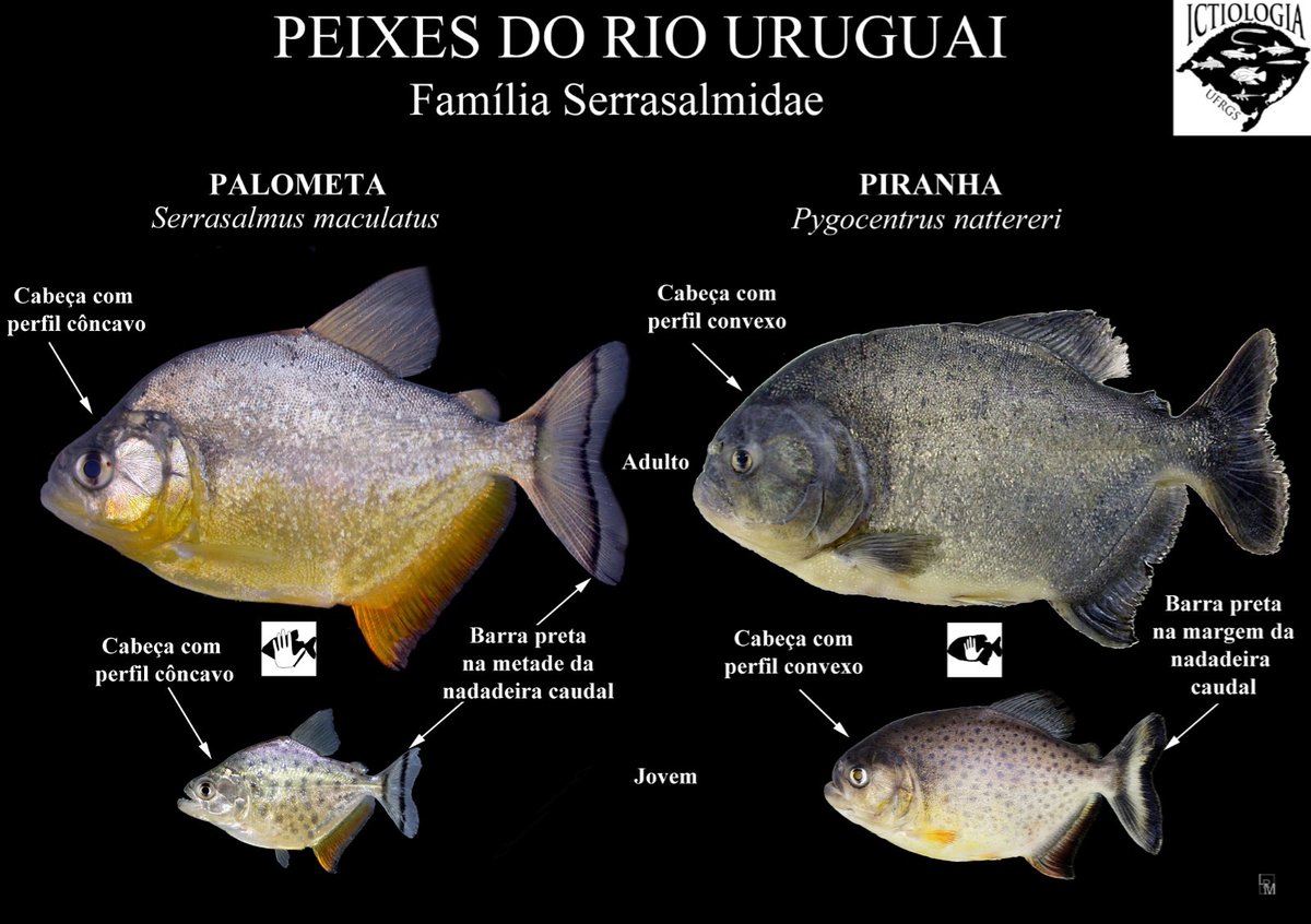 ufrgs.br/peixesrs/2021/…