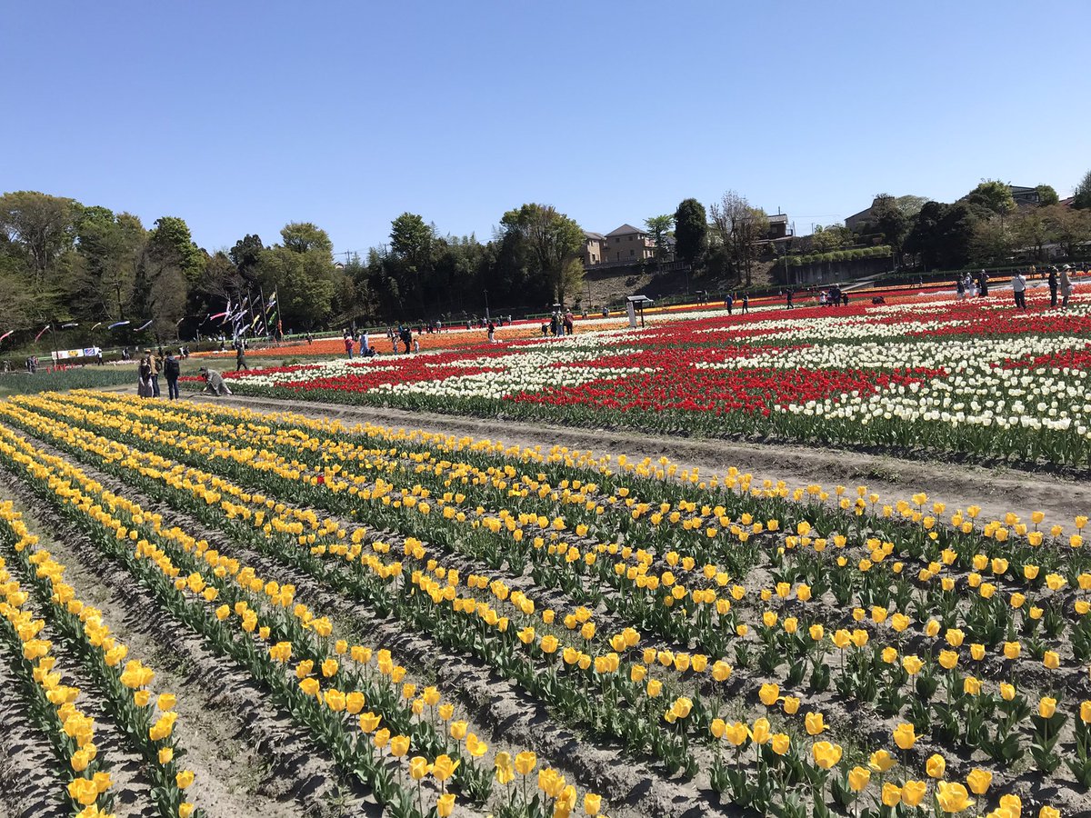 NatureofAikawa's tweet photo. 根がらみ前水田でチューリップを見物。
日の丸もありました(^.^)

#根がらみ前水田 https://t.co/Tat7ksPau4