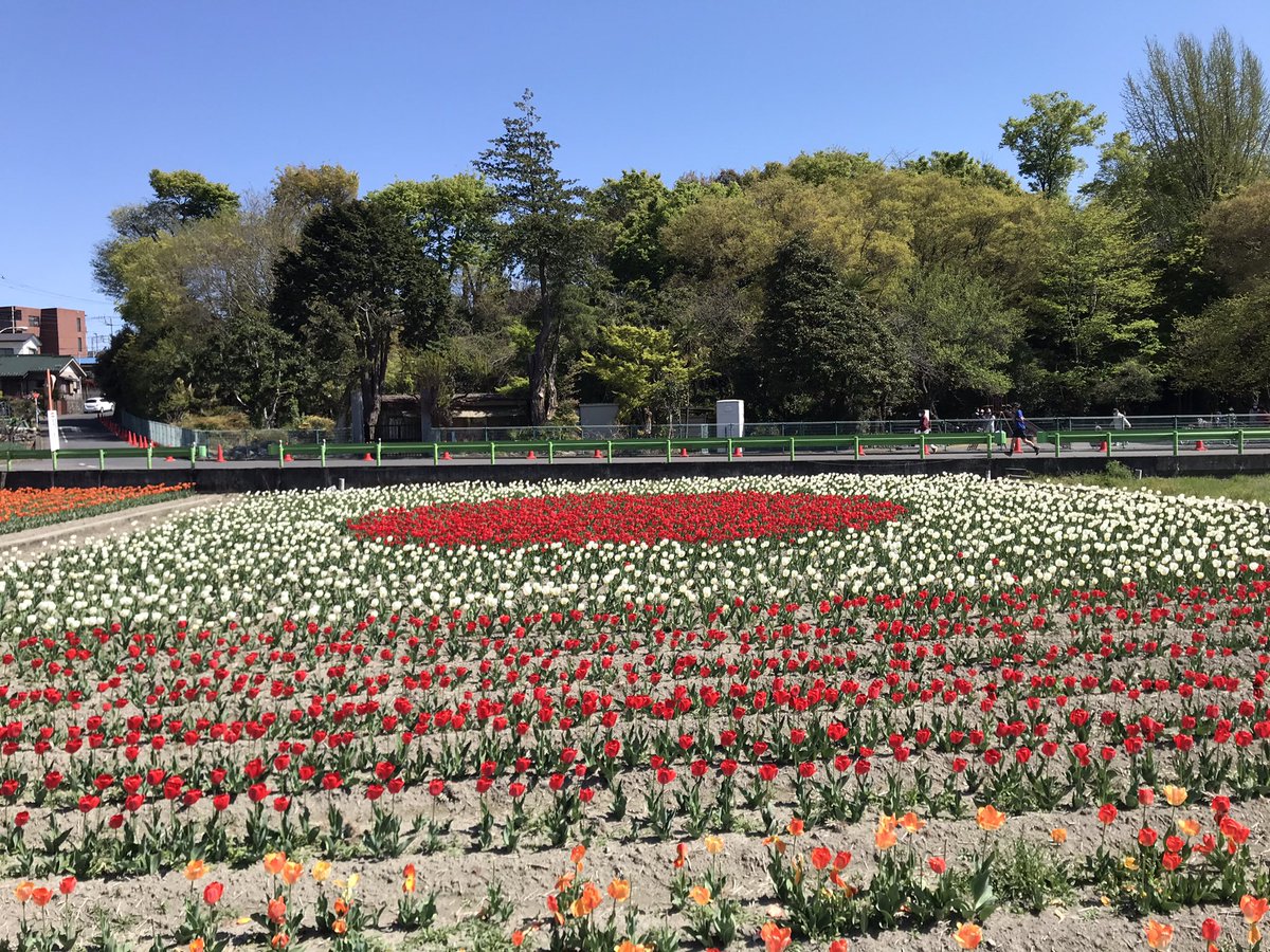 NatureofAikawa's tweet photo. 根がらみ前水田でチューリップを見物。
日の丸もありました(^.^)

#根がらみ前水田 https://t.co/Tat7ksPau4