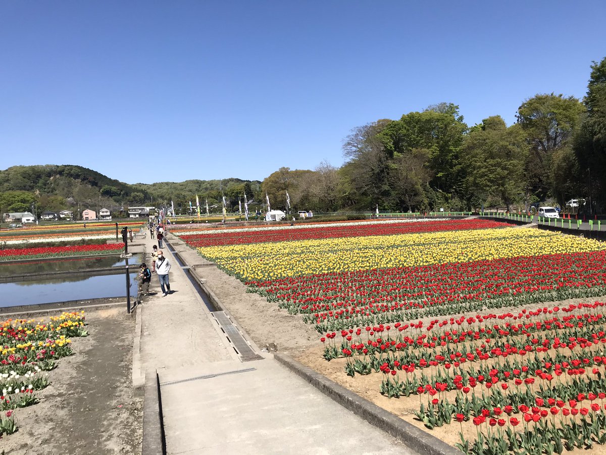 NatureofAikawa's tweet photo. 根がらみ前水田でチューリップを見物。
日の丸もありました(^.^)

#根がらみ前水田 https://t.co/Tat7ksPau4