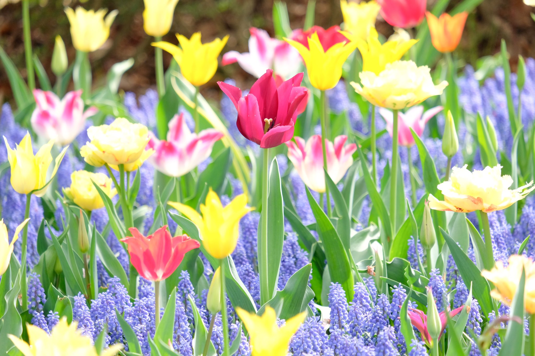 鈴木正人 言うことを聞く子 Iukotomasato Twitter