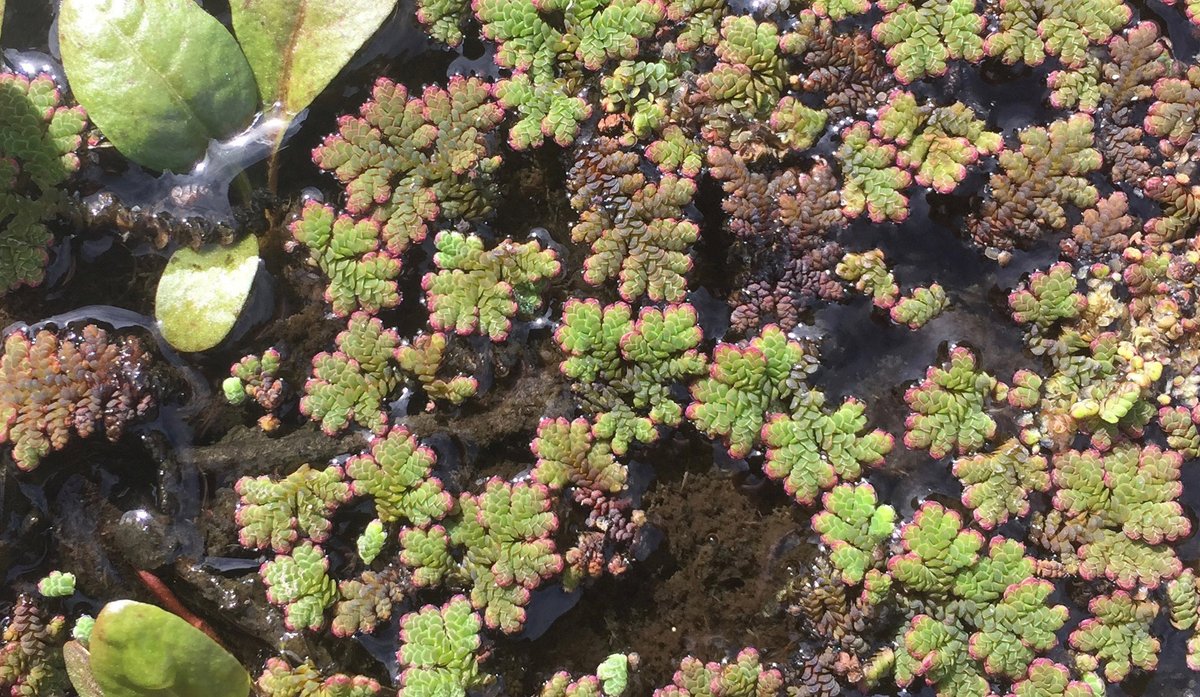 Have you seen me? In California? We are desperately trying to sample 150 populations of these beauties (Azolla) as part of the California Conservation Genomics Project, and the drought isn't doing us favors. If you might be able to help, DM me. pls RT thankyouthankyouthankyou