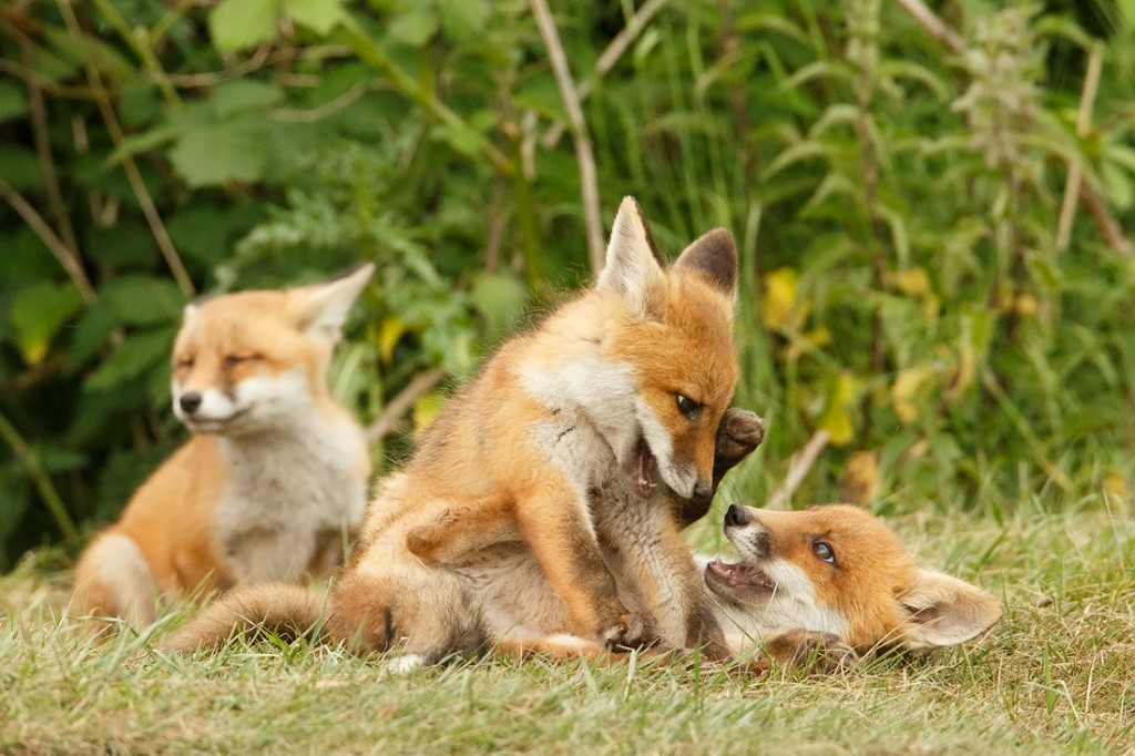First fox. Лисята. Лисица с лисятами. Две лисы. Милые лисята.