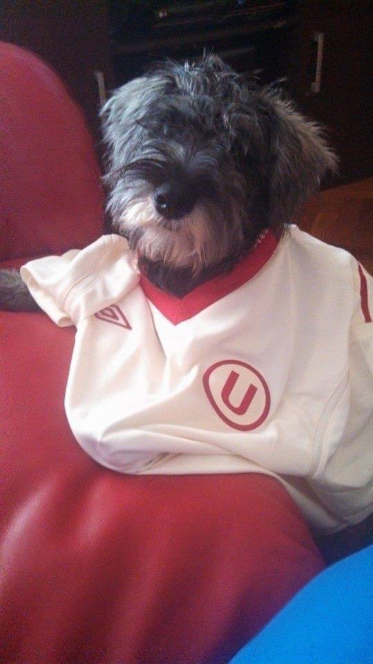_la_sanchez's tweet photo. #MiCamisetaEnAlAngulo Con la camiseta más linda del Peru, cuando tenía 4 meses, viendo campeonar al equipo de mi mami mientras ella armaba adornitos navideños. @MovistarDeporPe https://t.co/SCuvZ1p7hJ
