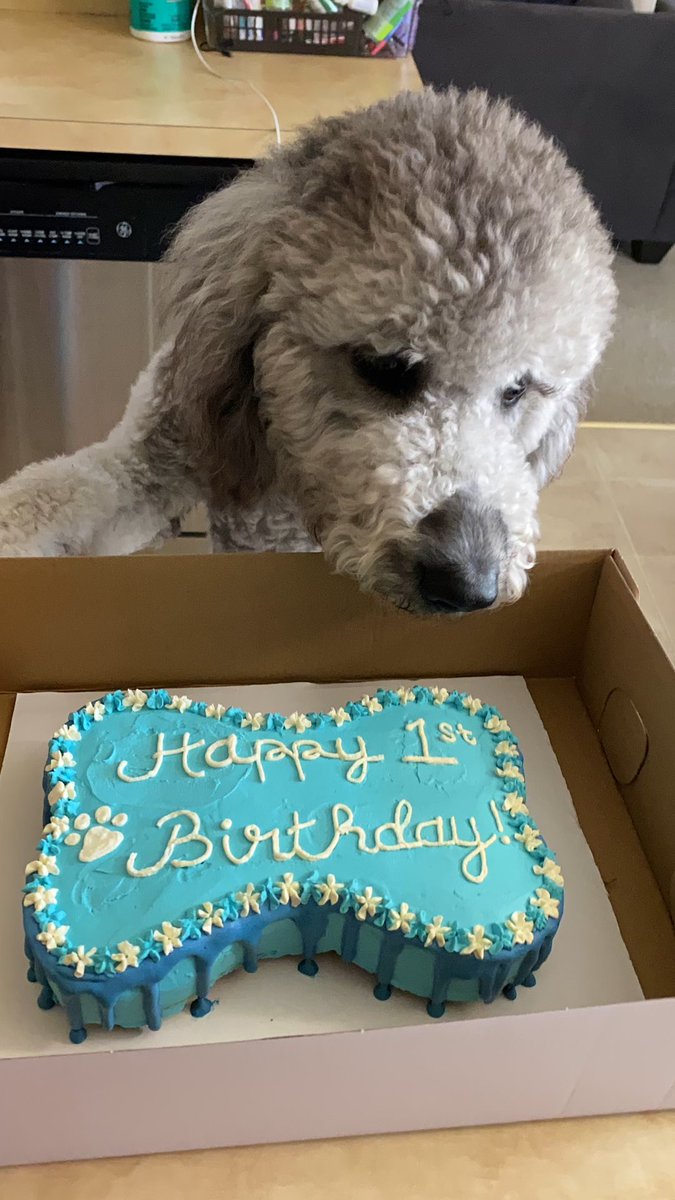 BarkBarkery's tweet photo. Happiest of Birthdays to Mister Shadow! This big boy turned the big ONE today and we are so happy to be part of his special day 🥰🐶 #dogbakery #dogsoftwitter #doggos #barkbitesbarkery #barkday #dogtreats https://t.co/rgxaiVel7v