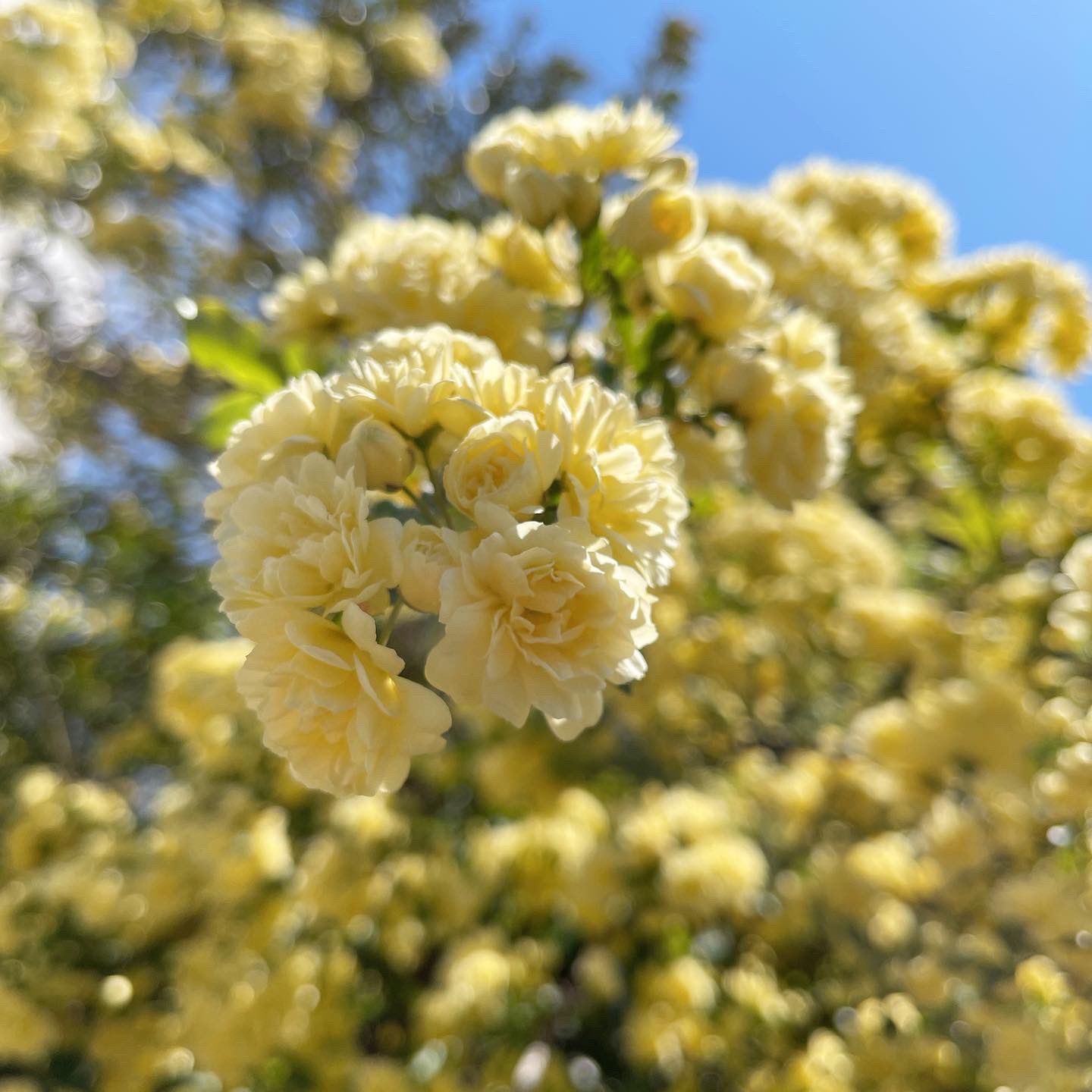 Maki Larme 4 10 今年も自宅の黄モッコウバラが綺麗に咲きました 黄モッコウバラ モッコウバラ 春の花 綺麗に咲いてる 自宅庭 満開 Flowers T Co 5bp4gdmyco Twitter