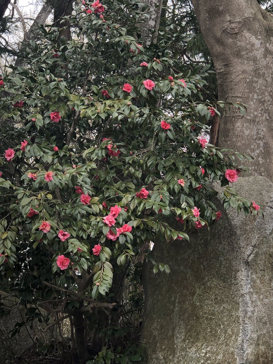 そしてこれはその散歩先で撮った椿と水芭蕉と葉っぱの上で綺麗な粒になっていた水滴と さやか 本出ましたのイラスト そしてこれはその散歩先で撮った椿と水芭蕉と葉っぱの上で綺麗な粒になっていた水滴と さやか 本出ましたのイラスト