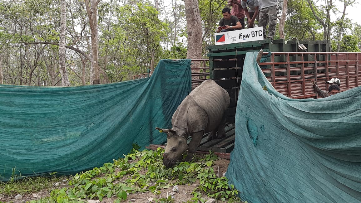 wti_org_india's tweet photo. There they go, into their acclimatisation boma in #Manas! #backtothewild to get used to their new #ForeverWild home. 
#BringingBackManas 
📸 @madmyst619 #WTIatWork
@vivek4wild @deespeak
@AzzedineTDownes @JJMandima @ifawglobal @rathinbarman https://t.co/QDECd7AlX4