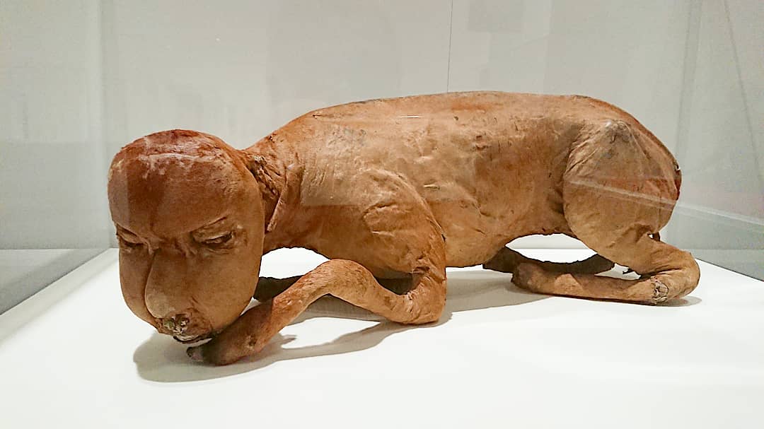 Cafe Bar Elixir 粕家 A Twitter 大好きな荒俣宏先生の妖怪伏魔殿 博物学王の集めた妖怪はどれも魅力的だった 宏お得意の段ボール展示 段ボールにアクリル置いてマジックで説明書きw もあり大満足 荒俣宏 妖怪 博物学 Uma ツチノコ ジェニーハニヴァー 件