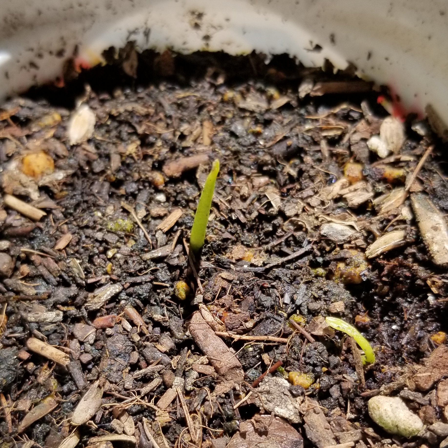 大石裕之 種から発芽した桃と温州みかん 4月10日 ミカンの様子 もう発芽 はないだろうと思っていた鉢に２番を移したのだが 朝にはなかった芽が昼に発芽していた 右下 もし移動するにしても双葉が開いてからにしよう 種から 発芽 桃 温州