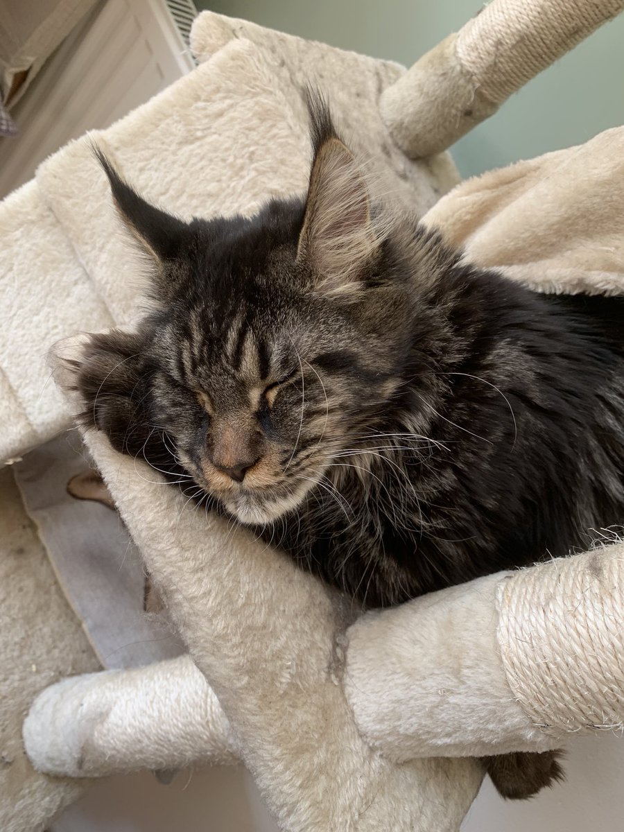 Windark (@ignwindark) on Twitter photo 