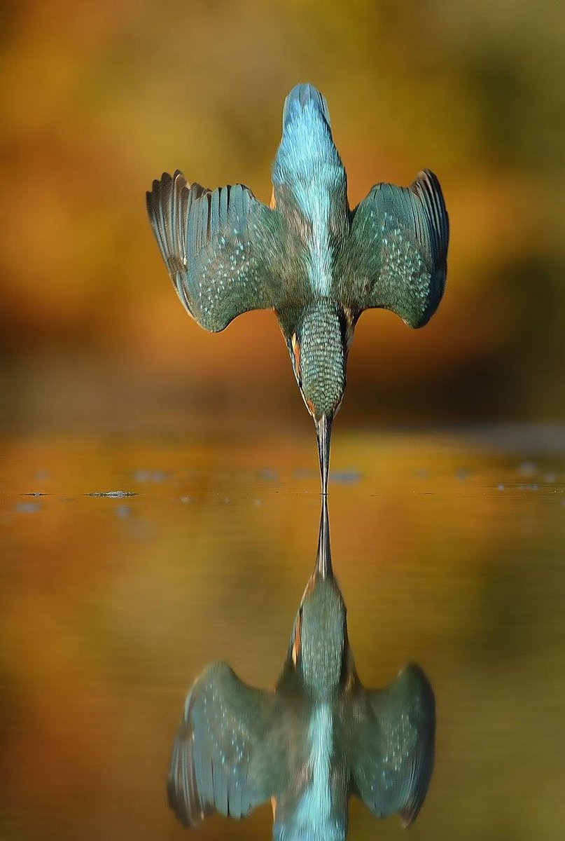 farbodsaraf's tweet photo. 6 years, 720,000 attempts, Alan Mcfadyen's perfect kingfisher dive photo https://t.co/z9gSmm4ic4
