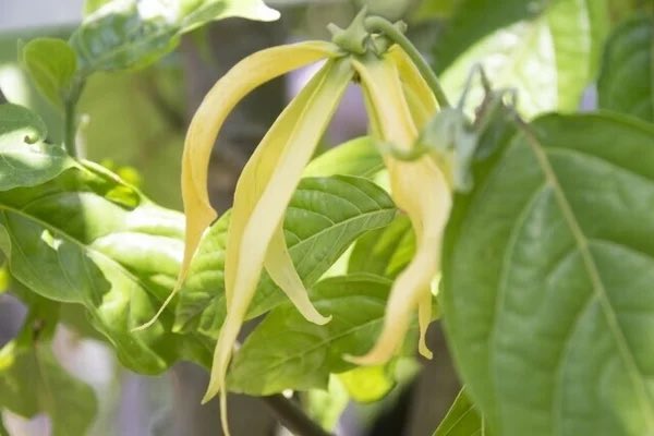 豆蔵 アロマ検定1級の勉強会 アロマテラピー検定 アロマ検定 イランイランはバンレイシ科です フィリピンの言葉で 花 の中の花 抽出部位も花 バナナの皮にしか見えないですけどね 写真みます いらんいらん いや いりますよね 写真で覚えると