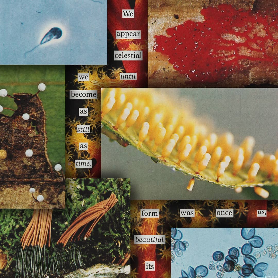 IvySirenaNFT's tweet photo. Ivy Collage Collection

https://t.co/8Vsl7BGTVt

A collection of digital/analog collages on @opensea 

Prices range from 0.0111-4.44 $ETH

#NFT #NFTs #openaea #ethereum #art #digitalart #artwork #collageart #nftart #NFTartist #NFTshill #nftcollectors #blockchainart #ivysirena https://t.co/noGSTe94aY