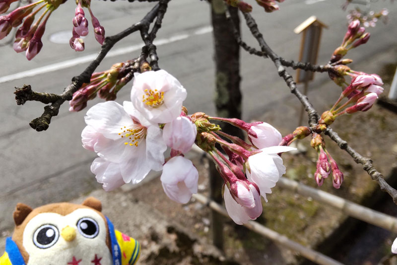 岩手の温泉 花巻温泉 公式 21年 花巻温泉さくら便り 21 4 10 T Co Nyud7udqco 花巻温泉全体の桜は ふっくらつぼみです 今日もだんだんと花びらが開きそう 楽しみ 花巻温泉 岩手県 花巻市 さくら便り 開花 開花 岩手の温泉 花巻温泉 公式 21年 花巻温泉さくら便り 21 4 10 T Co Nyud7udqco 花巻温泉全体の桜は ふっくらつぼみです 今日もだんだんと花びらが開きそう 楽しみ 花巻温泉 岩手県 花巻市 さくら便り 開花 開花