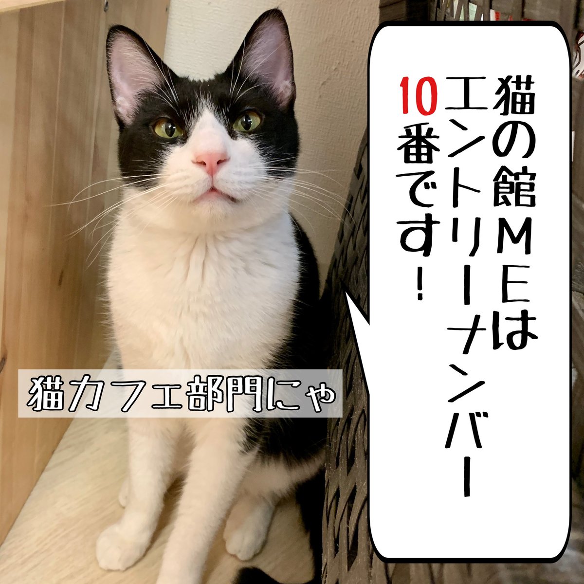 猫の館me ヒトスタッフ チャリティカレンダー21好評発売中 Mestaff0422 Twitter