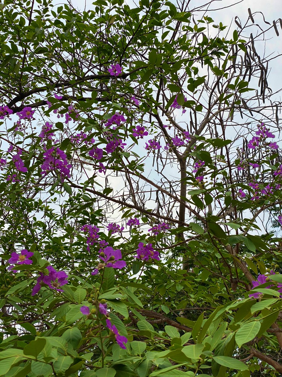 manas_muduli's tweet photo. Few more!! #RoadSideTrees 😍 https://t.co/5NsXgPDxwI